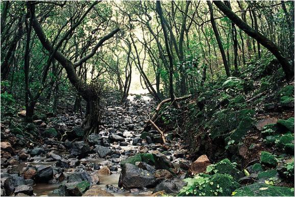 Monsoon Forest Tala  Bagian luar foto